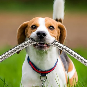 Pet Proof