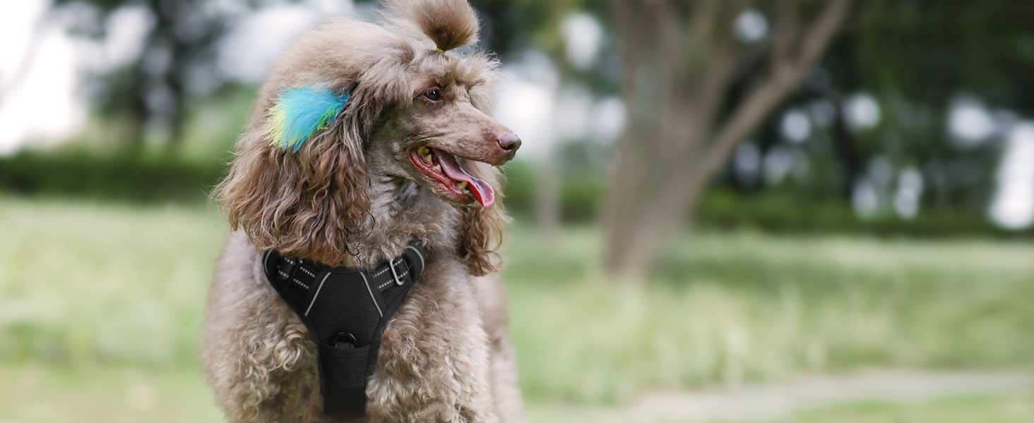 dog harness