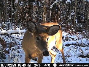 FLEX-PLUS cellular trail camera picture of whitetail deer