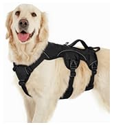 dog harness