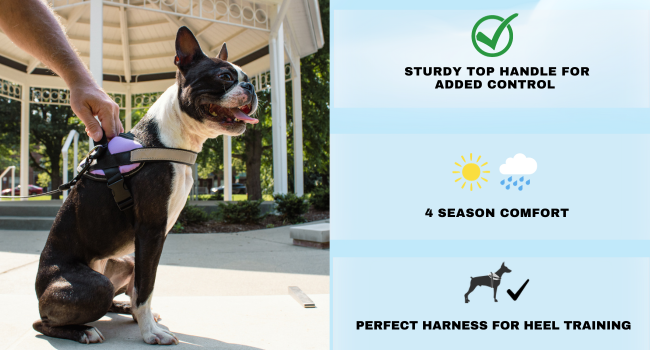 boston terrier dog in harness with handle