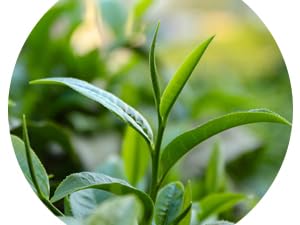 Tea Tree Oil
