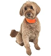 CoolerDog Hi-Vis Dog Cooling Collar - Orange Reflective Re-Freezable Ice Collar (Medium)