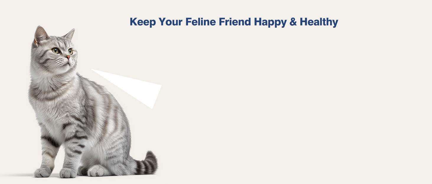 MayMaw cat toys and supplies for happy and healthy cats