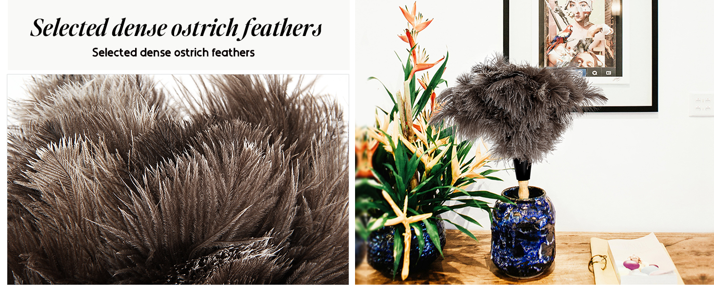 Selected dense ostrich feathers