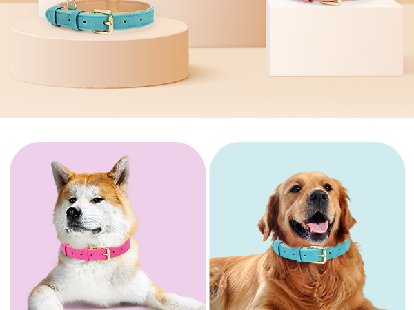 leather dog collar for small dogs