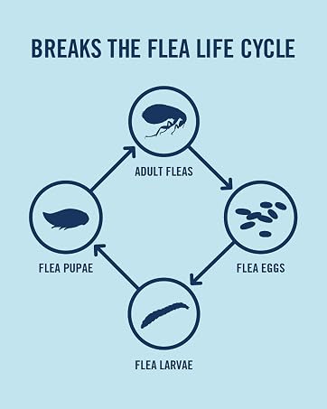 flea life cycle