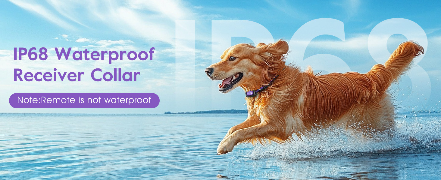dog training collar with remote