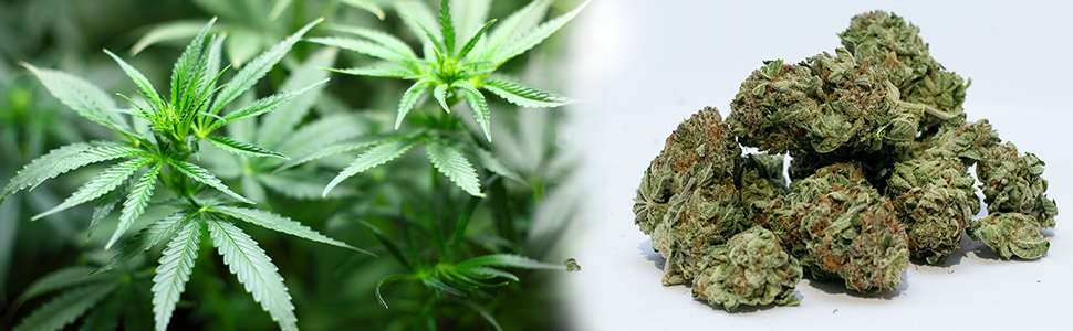 marijuana dry net