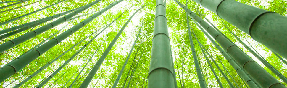 Bamboo