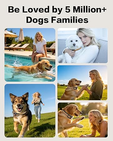 dog training collar with remote