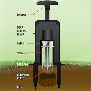 How to Set the Deadset Mole Trap