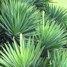 sisal
