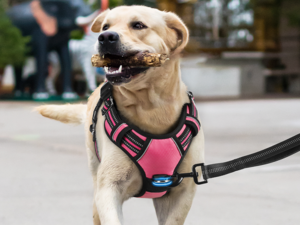 dog harness