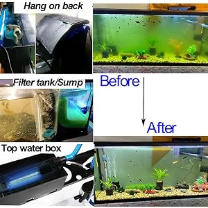 get rid of green water