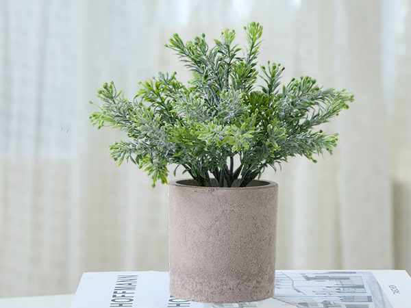 mini potted plants