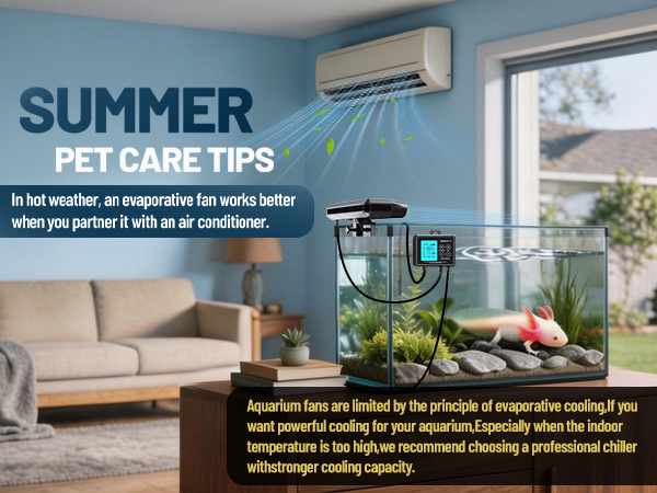 Summer care tips