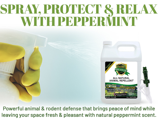 natural peppermint animal repellent spray