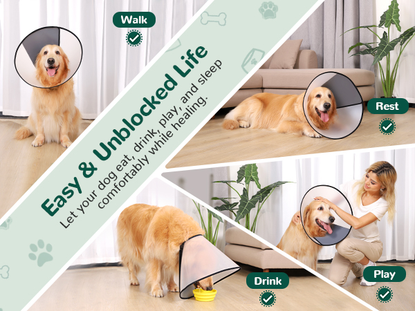 dog cone