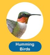 Humming Birds