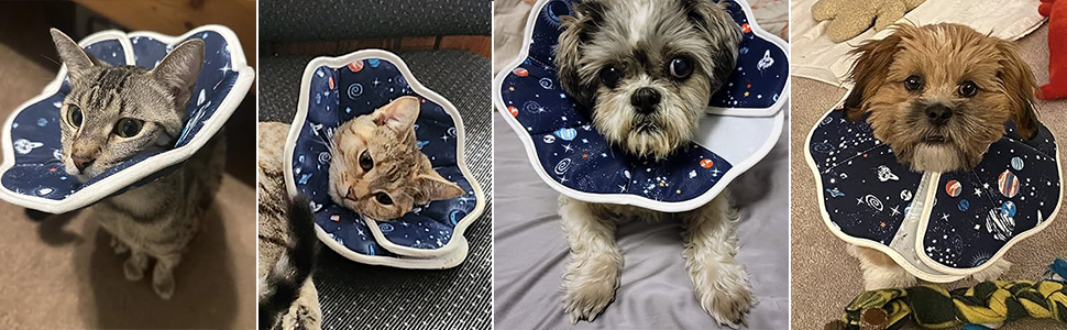 Cat recovery collar with different pets