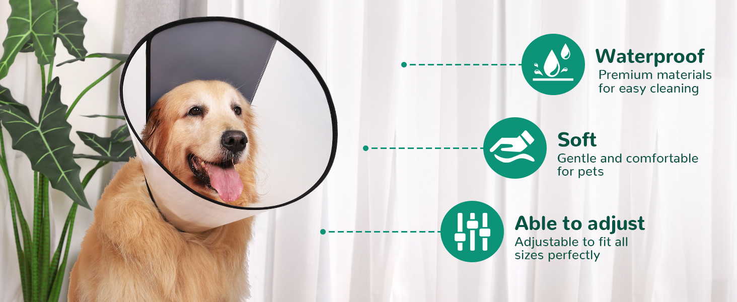 dog cone