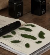 Cipres Mint Collection