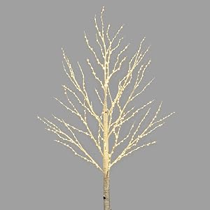 Birch
