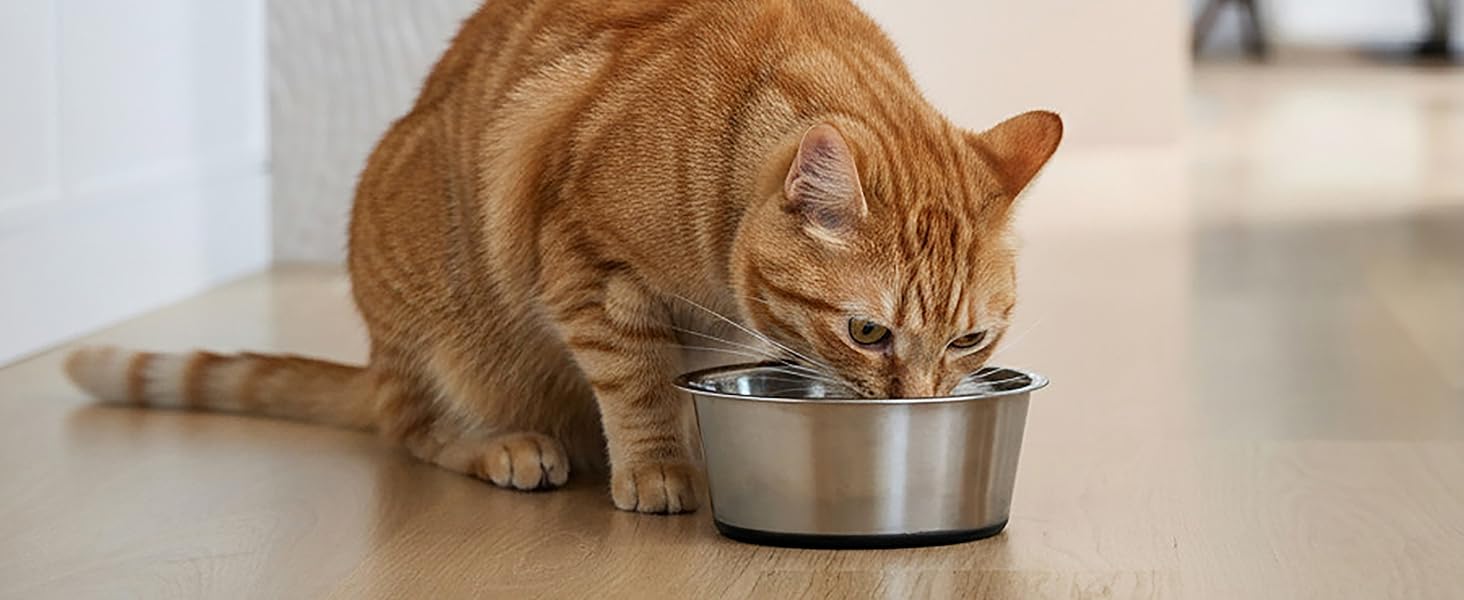 Cat bowl, dog bowls, dog water bowl