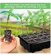Seed starter