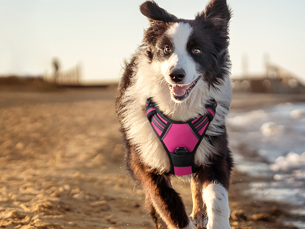 large dog harness