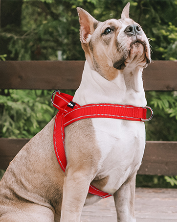 dog harness