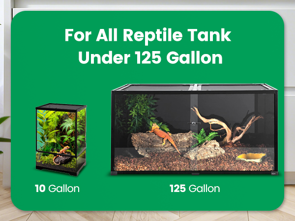 Reptile Mister