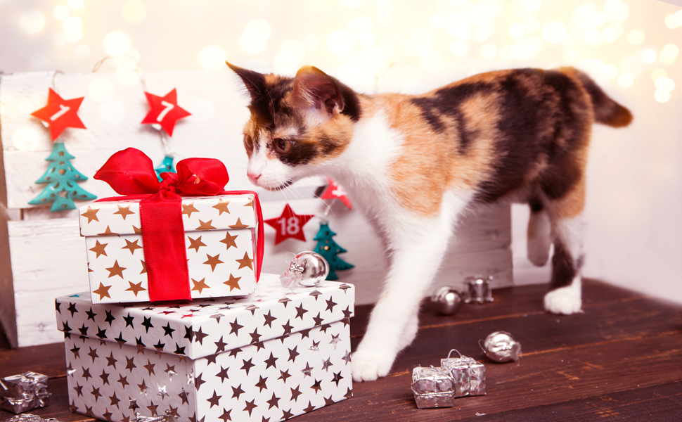 cat toys