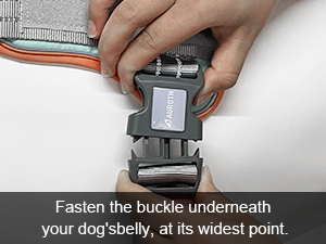 dog harness