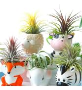 succulent pots
