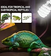 reptile light