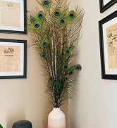 Long Peacock Feathers