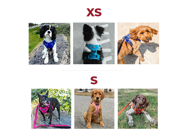 pechera para perros pequeños