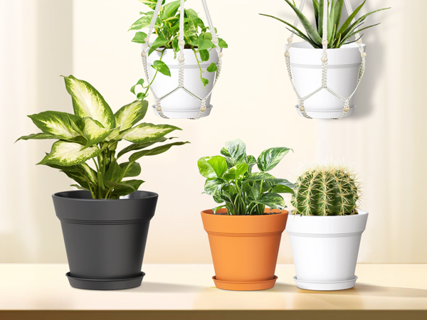 indoor plant pot