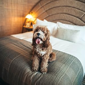 Shaggy dog sitting on a neatly made bed.