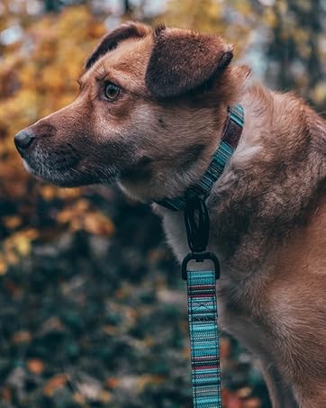 Embark Harness