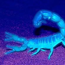 UV black light bar usb blacklight strip lights blacklight posters for room scorpions finder