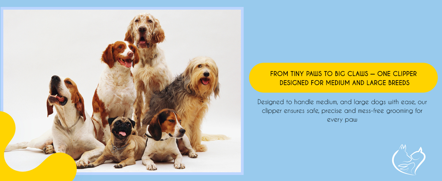 paw care at home