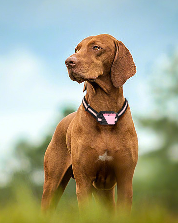 dog training collar