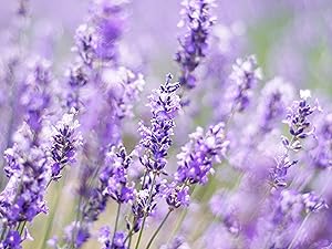 lavender image