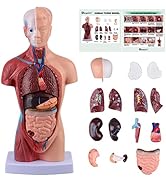 Ultrassist Human Torso Model Includes Digital Manual, Human Body Model for Kids Science Education