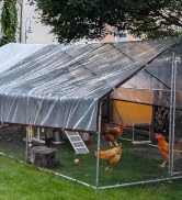 clear plastic for chicken coop