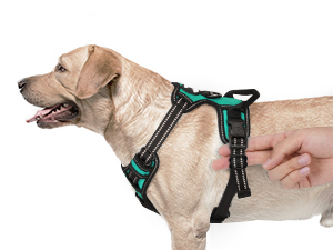 dog harness