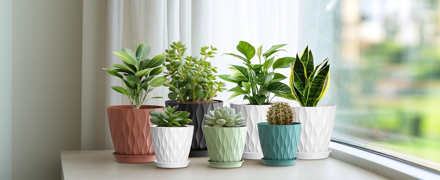 6 in seedling pots for indoor plants
